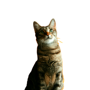 Charming Tabby Cat Portrait Against A Vibrant Yellow Background, Perfect For Pet Enthusiasts. 14637 - Cat PNG image with transparent background